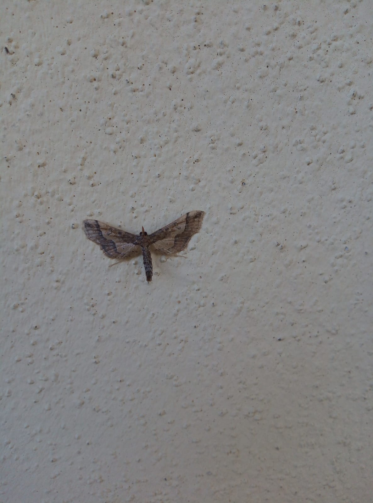 Hydriris ornatalis - Crambidae